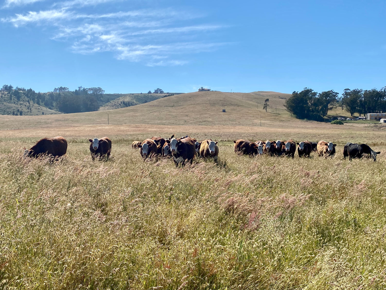 Group of Fall Yearling grazing on grassland