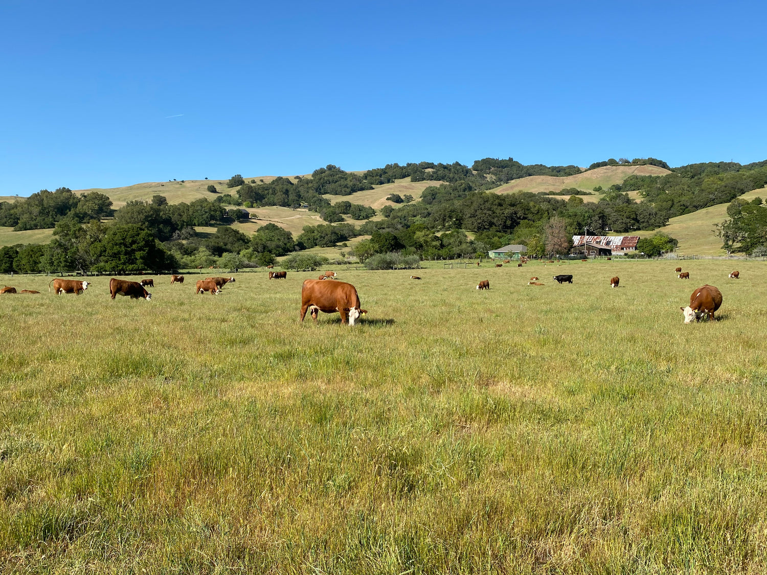 Group of cows grazing green grass
