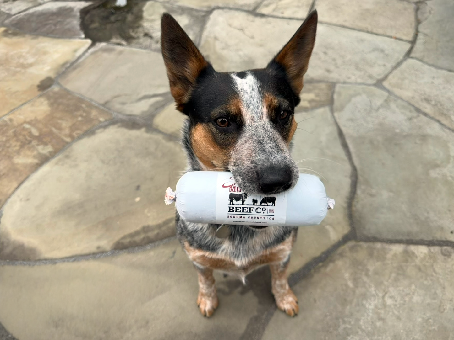 Sprigg holding a BeefCo. product in its mouth on a stone patio