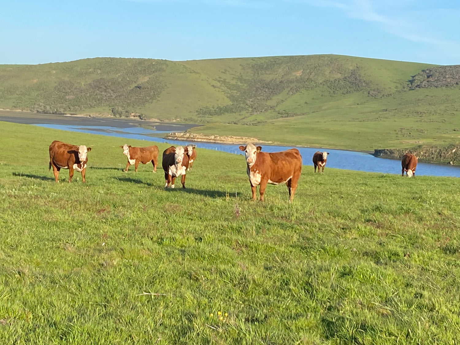 Heifers on grassland to grazing 