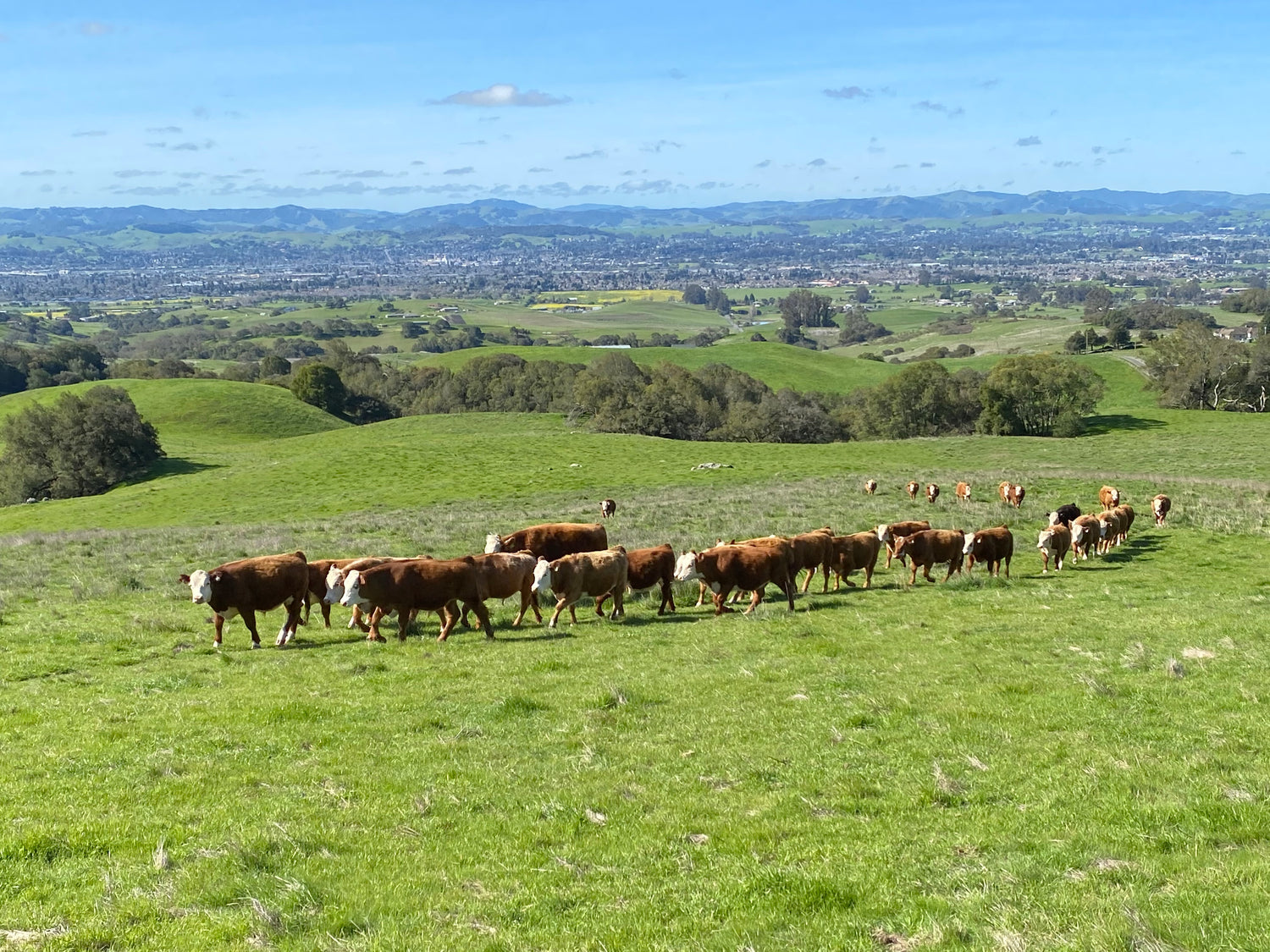Group of steers walking across the field