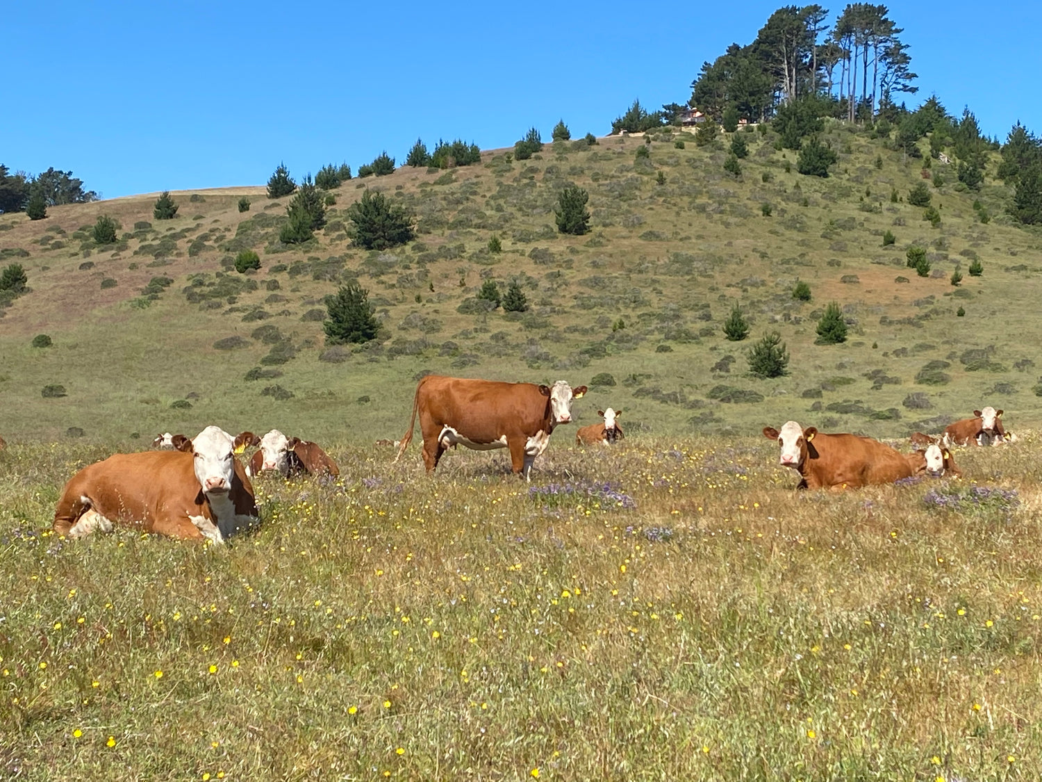Mama cows relaxing on grassland