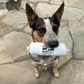 Sprigg holding a BeefCo. product in its mouth on a stone patio