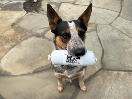 Sprigg holding a BeefCo. product in its mouth on a stone patio